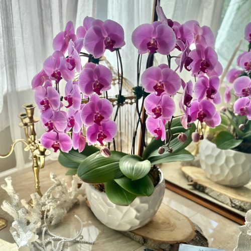 Chậu Hoa lan #002 ,.shop hoa lan Cần Thơ gần đây