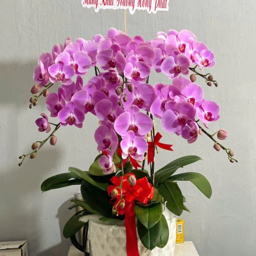 hoa lan cần thơ